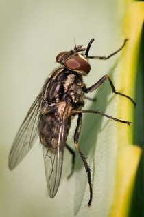 stable fly (Stomoxys calcitrans)